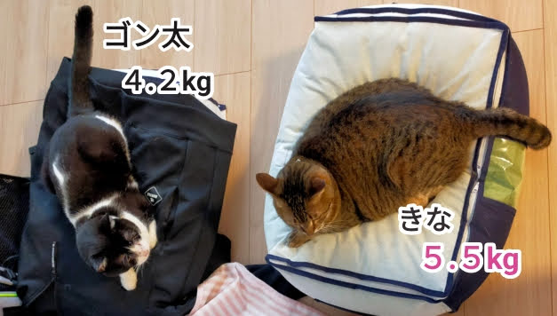 2匹の猫のサイズ比較。ゴン太は4.2㎏、きなこは5.5㎏です。